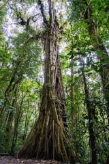 Strangler fig around a dead host tree in Monteverde Cloud Forest Reserve, Costa Rica