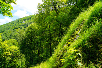 A small stream floats downwards on a grass hill . Fresh green grass grows on the hill. Forest is in the background.