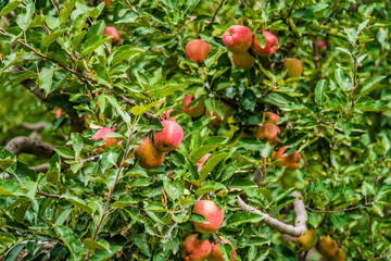 Famous Apples of Kinnaur in orchard , known for their natural sweetness, colour, succulence & prolonged shelf life, are grown at an altitude of over 10,000 feet in Kinnaur district of Himachal Pradesh