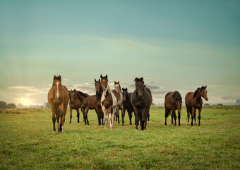 Pferdezucht - eine Herde schöner, edler Pferde vor einem Sonnenuntergang auf der Pferdekoppel.