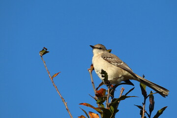Birds in Clearwater, FL