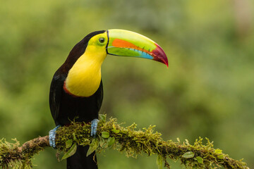 A keel-billed toucan (Ramphastos sulfuratus) perches on a tree branch in Laguna del Lagarto, Costa Rica