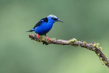 A male red-legged honeycreeper (Cyanerpes cyaneus) perches on a tree branch in Laguna del Lagarto, Costa Rica.