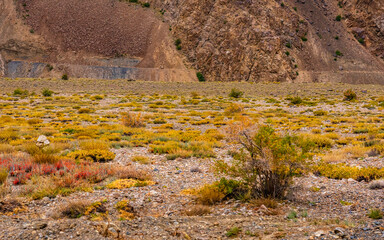 Cold desert barren landscape of Spiti mountain valley with sparse grass vegetation of bunchgrass,...