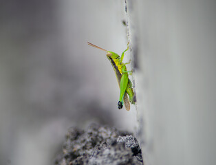 green praying mantis
