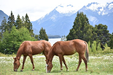 Fototapeta na wymiar Horses in Argentina 