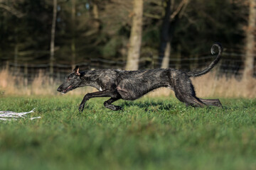 sprintender Windhund