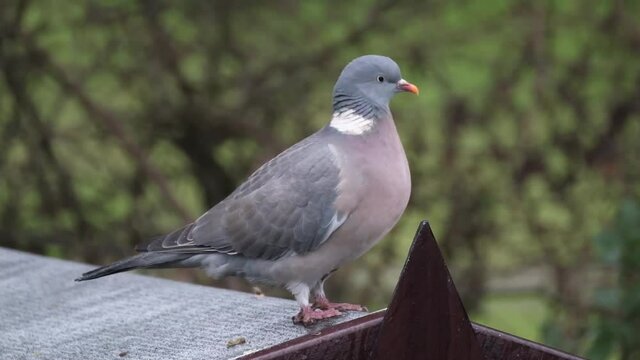 The common wood pigeon is a large species in the dove and pigeon family. It belongs to the genus Columba and, like all pigeons and doves, belongs to the family Columbidae. 