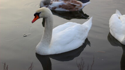 swans on the pond