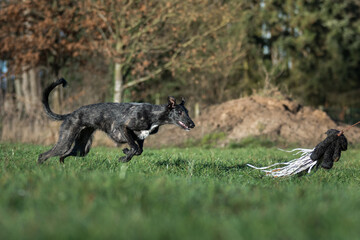 Junger Windhund spielt mit einer Reizangel