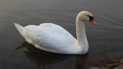 Obraz premium swans on the pond