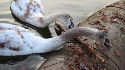 swans on the pond
