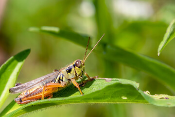 Fototapeta premium Close Up of a Grasshopper on a Leaf