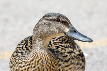 Close Up of a Female Mallard Duck