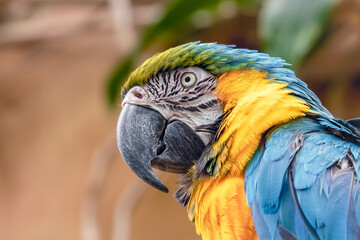 Close Up of a Parrot