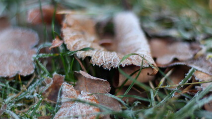 nature in winter