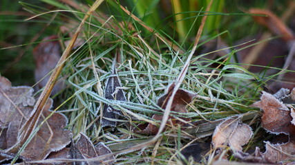nature in winter