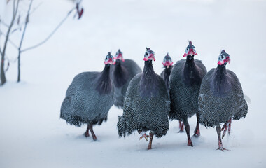 A group of guinea fowl are running on the snow, as if they are thinking why are my feet cold.