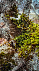 moss on tree