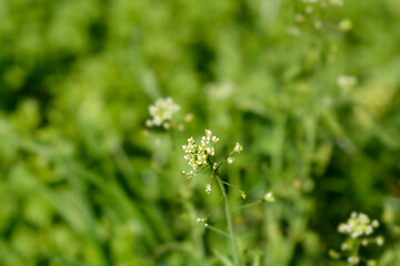 Shepherds purse