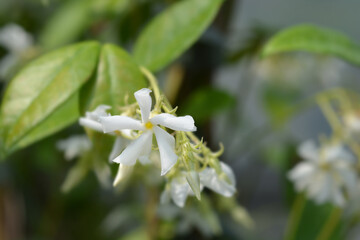 Star jasmine