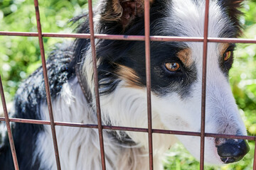 White, brown and black dog behind a fence