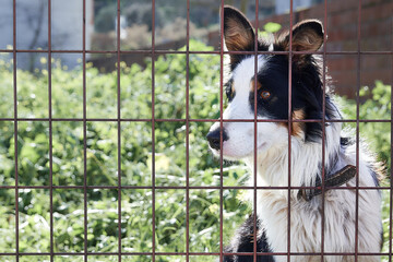White, brown and black dog behind a fence