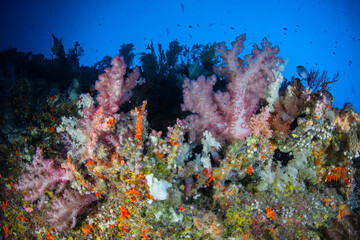 Fototapeta na wymiar Soft corals and other colorful, filter-feeding invertebrates thrive on a reef wall in Palau. This scenic set of tropical Micronesian islands supports an amazing array of marine biodiversity.