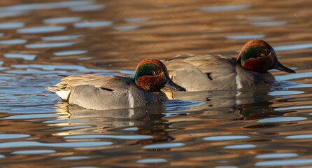 Green-winged teal swimming around