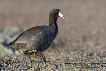 American coot crossing the road