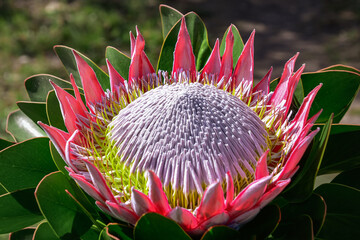 Pink king protea (protea cynaroides) or king sugar bush, national flower of South Africa