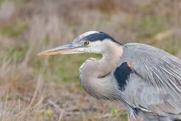 Great blue heron hunting for moles in a field