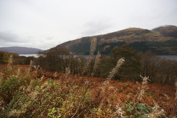 Autumn bushes in the Scottish Highlands