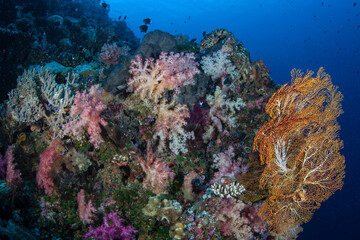 Soft corals and other colorful, filter-feeding invertebrates thrive on a reef wall in Palau. This scenic set of tropical Micronesian islands supports an amazing array of marine biodiversity.