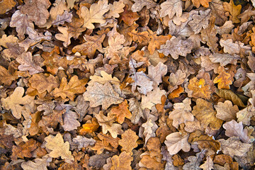 Eichenlaub im herbst