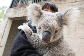 オーストラリアでのコアラ抱っこ体験