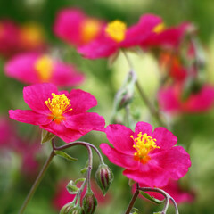 Beginning of summer.In a decorative garden the helianthemum bush blossoms in pink flowers with yellow stamens.