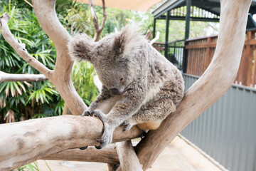 ユーカリの木の上で休むオーストラリアのコアラ