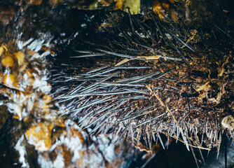 golden christmas background