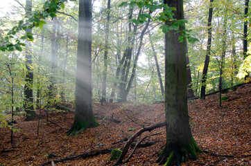 Obraz premium Rayos de luz entre árboles de los bosques de Alsacia
