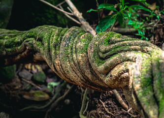fern in the forest