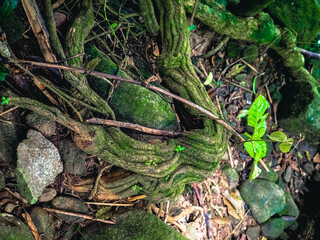 green moss on the tree