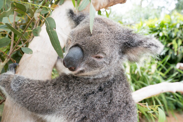ユーカリの木に掴まるオーストラリアのコアラ