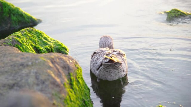 Seagull hopping into the water and starting to swim around rocks, eating algae