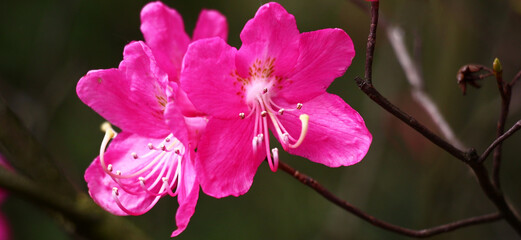 Fototapeta na wymiar Two flowers of a rhododendron with petals of darkly pink color on a dark brownish background.