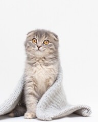 Portrait of a beautiful cat Scottish fold , on white background