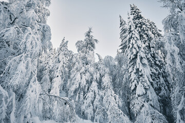 Fototapeta premium Alberi innevati