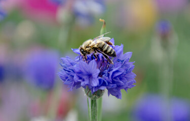 Bine auf einer blauen Kornblume