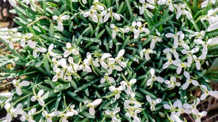 Beautiful white spring snowdrops panorama background, top view