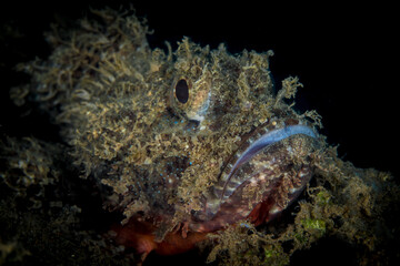  Scorpionfish close up detail portrait